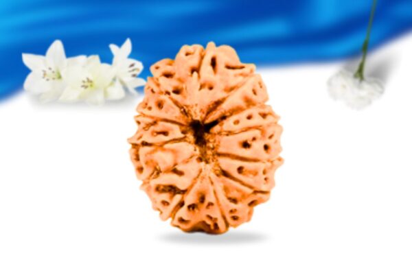 12 mukhi indonesian rudraksha super collector grade rlri12sci back