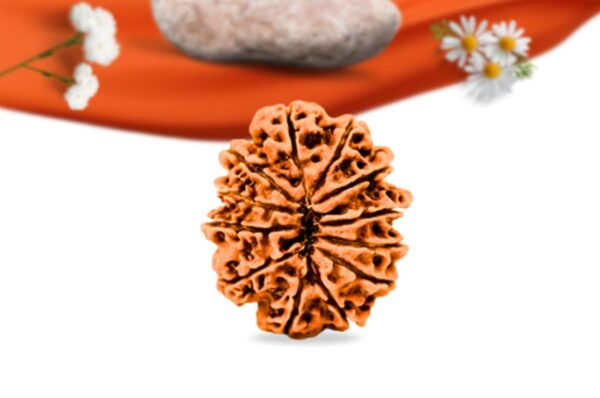 12 mukhi nepali rudraksha large grade rlrn12li back