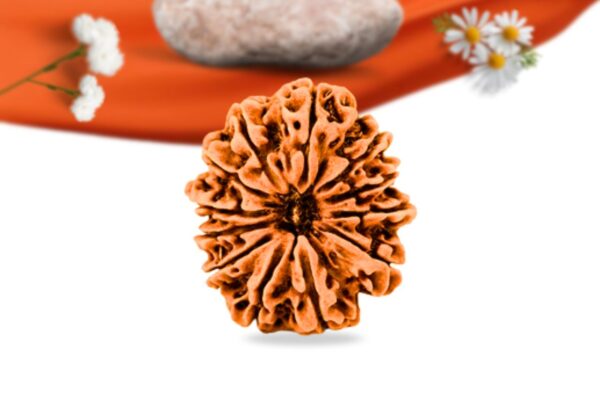 12 mukhi nepali rudraksha large grade rlrn12li front