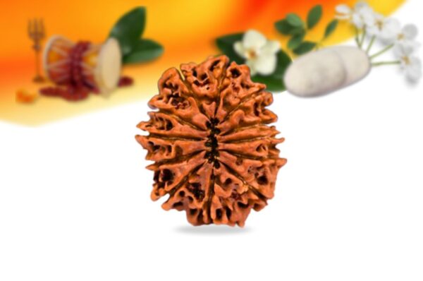 12 mukhi nepali rudraksha small grade rlrn12si back