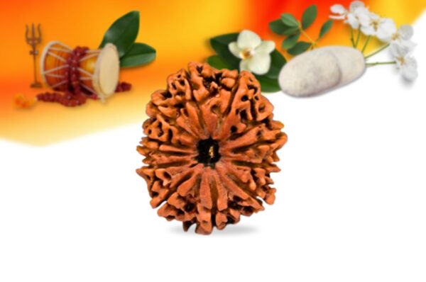 12 mukhi nepali rudraksha small grade rlrn12si front