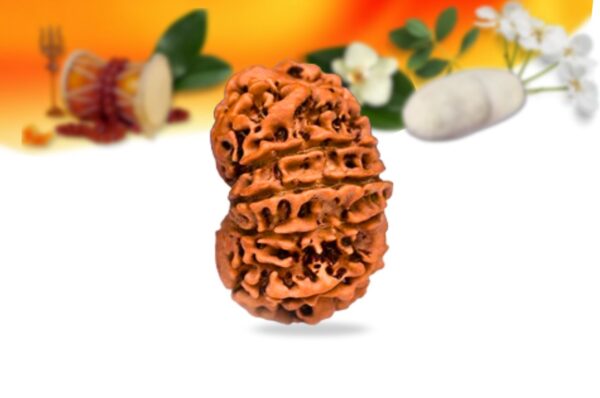 12 mukhi nepali rudraksha small grade rlrn12si side