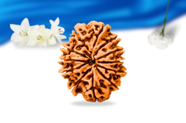 12 mukhi nepali rudraksha super collector grade rlrn12sci back