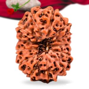 13 Mukhi Indonesian Rudraksha Collector Grade RLRI13CI Thumbnail