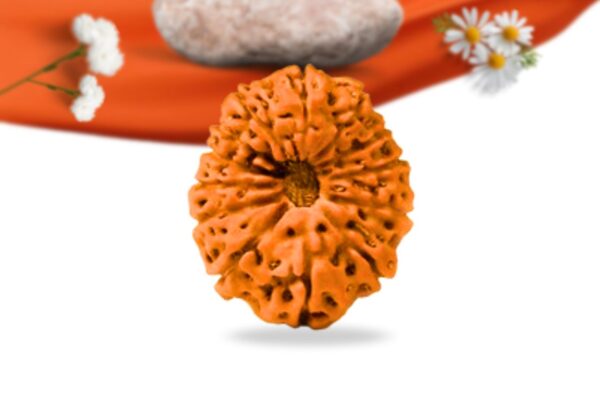 13 mukhi indonesian rudraksha large grade rlri13li front