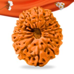 13 Mukhi Indonesian Rudraksha Large Grade RLRI13LI Thumbnail