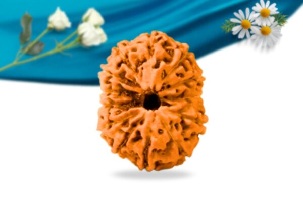 13 mukhi indonesian rudraksha regular grade rlri13ri front