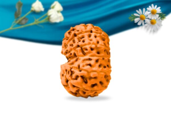 13 mukhi indonesian rudraksha regular grade rlri13ri side