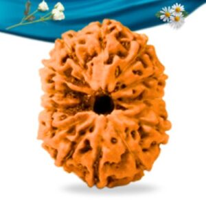 13 Mukhi Indonesian Rudraksha Regular Grade RLRI13RI Thumbnail