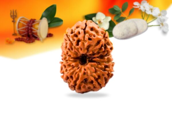 13 mukhi indonesian rudraksha small grade rlri13si front