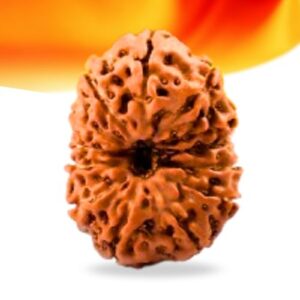 13 Mukhi Indonesian Rudraksha Small Grade RLRI13SI Thumbnail