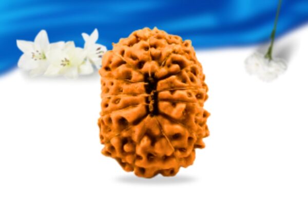 13 mukhi indonesian rudraksha super collector grade rlri13sci back