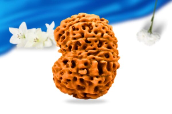 13 mukhi indonesian rudraksha super collector grade rlri13sci side