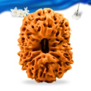 13 Mukhi Indonesian Rudraksha Super Collector Grade RLRI13SCI Thumbnail