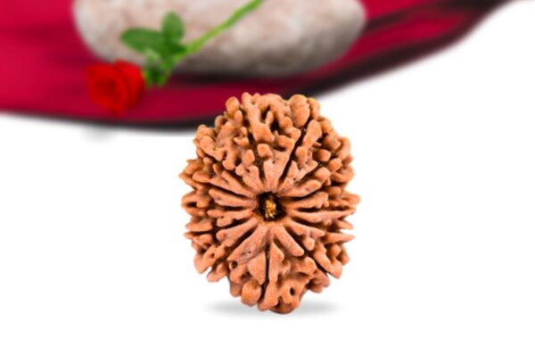 13 mukhi nepali rudraksha collector grade rlrn13ci front