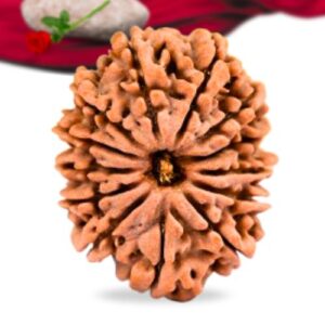 13 Mukhi Nepali Rudraksha Collector Grade RLRN13CI Thumbnail