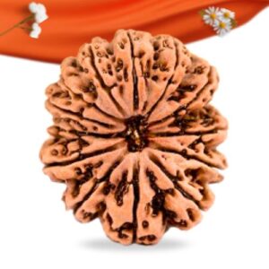 13 Mukhi Nepali Rudraksha Large Grade RLRN13LI Thumbnail