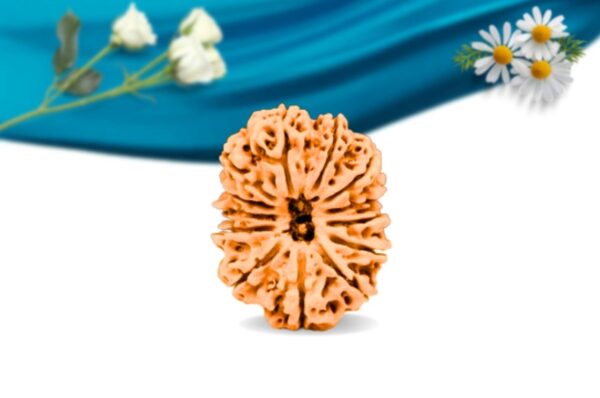 13 mukhi nepali rudraksha regular grade rlrn13ri front