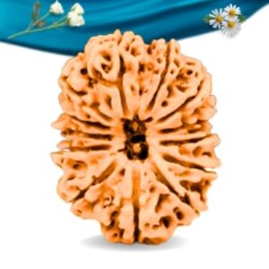 13 Mukhi Nepali Rudraksha Regular Grade RLRN13RI Thumbnail