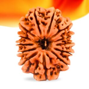 13 Mukhi Nepali Rudraksha Small Grade RLRN13SI Thumbnail