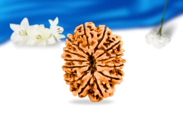 13 mukhi nepali rudraksha super collector grade rlrn13sci back