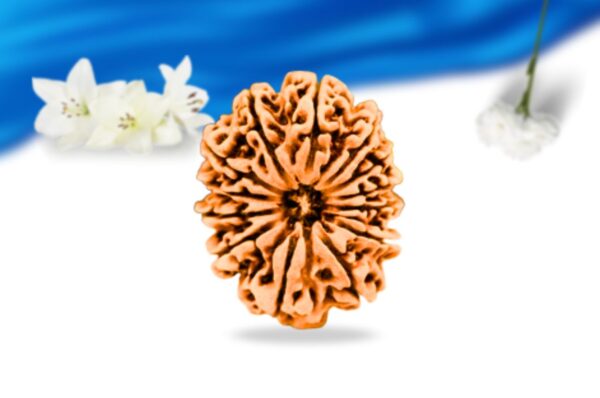 13 mukhi nepali rudraksha super collector grade rlrn13sci front