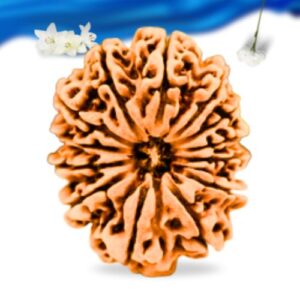 13 Mukhi Nepali Rudraksha Super Collector Grade RLRN13SCI Thumbnail