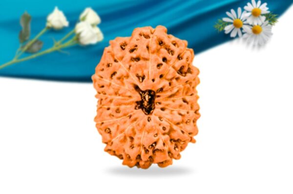 14 mukhi indonesian rudraksha regular grade rlri14ri front