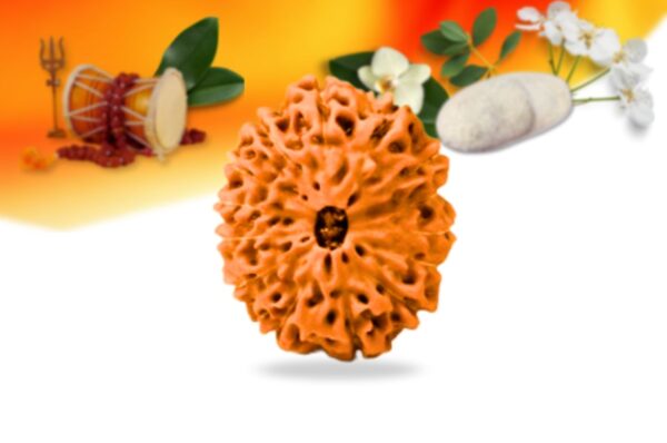 14 mukhi indonesian rudraksha small grade rlri14si front