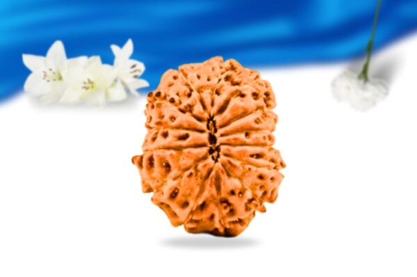 14 mukhi indonesian rudraksha super collector grade rlri14sci back