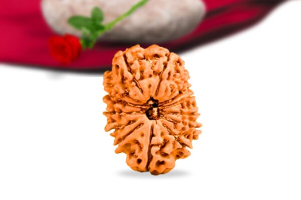 14 mukhi nepali rudraksha collector grade rlrn14ci front