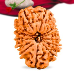 14 Mukhi Nepali Rudraksha Collector Grade RLRN14CI Thumbnail