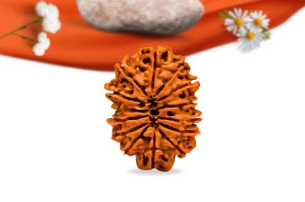 14 mukhi nepali rudraksha large grade rlrn14li back