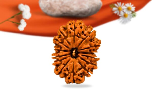 14 mukhi nepali rudraksha large grade rlrn14li front