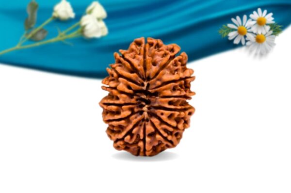 14 mukhi nepali rudraksha regular grade rlrn14ri back