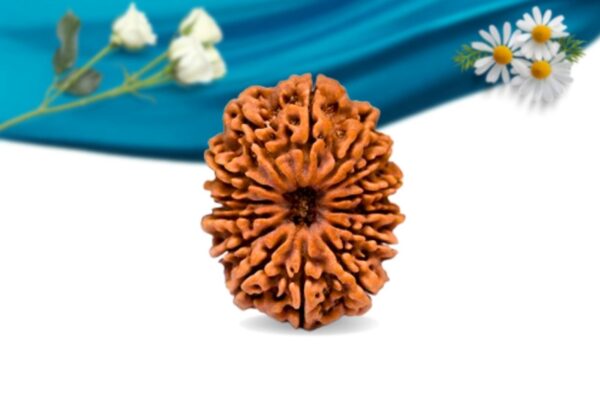 14 mukhi nepali rudraksha regular grade rlrn14ri front