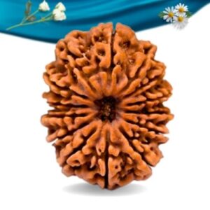 14 Mukhi Nepali Rudraksha Regular Grade RLRN14RI Thumbnail