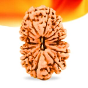 14 Mukhi Nepali Rudraksha Small Grade RLRN14SI Thumbnail