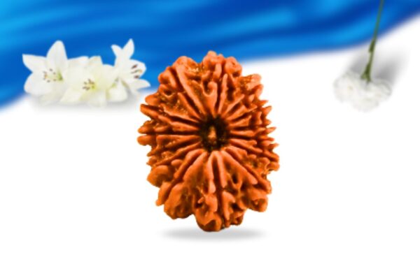 14 mukhi nepali rudraksha super collector grade rlrn14sci front