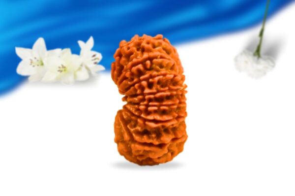 14 mukhi nepali rudraksha super collector grade rlrn14sci side