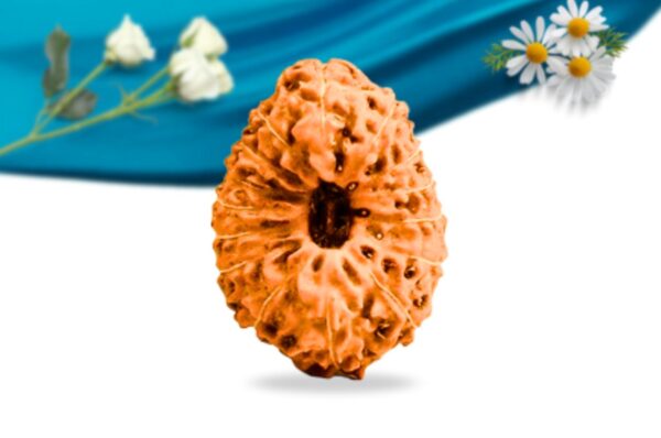 15 Mukhi Indonesian Rudraksha Regular Grade RLRI15RI Front