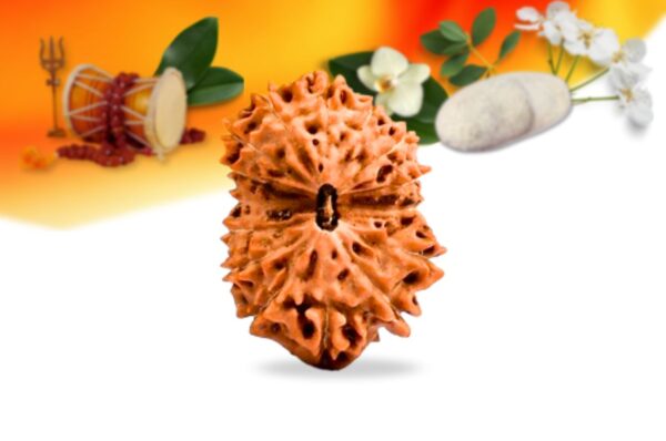 15 mukhi indonesian rudraksha small grade rlri15si front