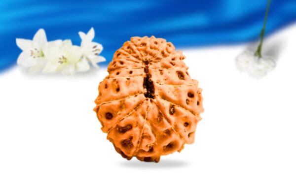 15 mukhi indonesian rudraksha super collector grade rlri15sci back