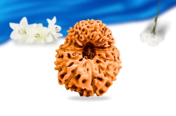 15 mukhi indonesian rudraksha super collector grade rlri15sci front