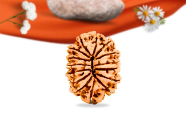 15 mukhi nepali rudraksha large grade rlrn15li back