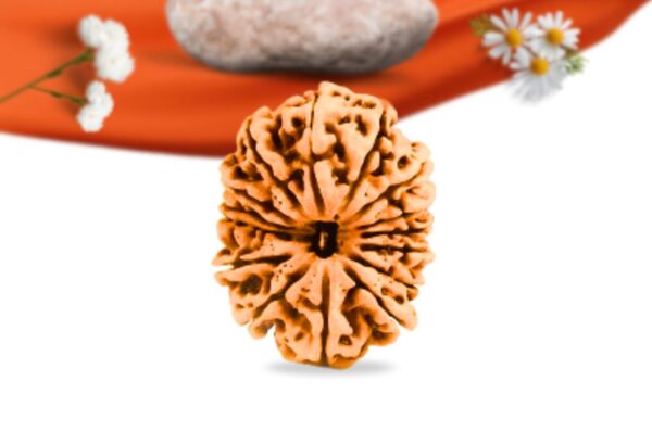 15 mukhi nepali rudraksha large grade rlrn15li front