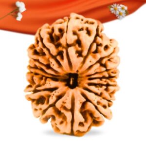 15 Mukhi Nepali Rudraksha Large Grade RLRN15LI Thumbnail