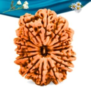 15 Mukhi Nepali Rudraksha Regular Grade RLRN15RI Thumbnail