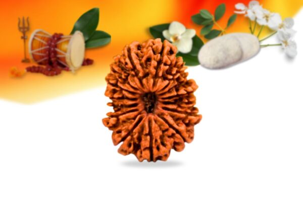 15 mukhi nepali rudraksha small grade rlrn15si front