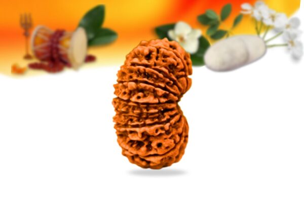 15 mukhi nepali rudraksha small grade rlrn15si side